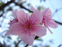 fiore di ciliegio.jpg - 17.48 kb